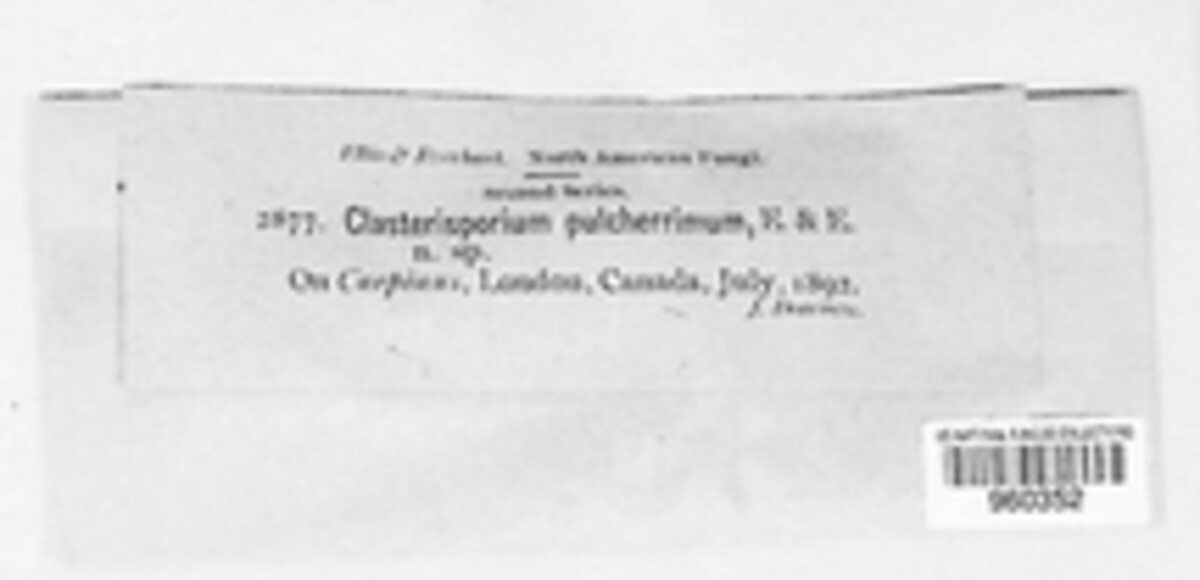 Cladosporium pulcherrimum image
